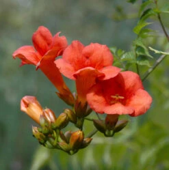 Große Klettertrompete Mme. Galen 80-100cm - Campsis Tagliabuana