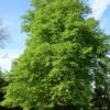 Hainbuche Beekmann 100-125cm - Carpinus Betulus