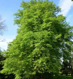 Hainbuche Beekmann 100-125cm - Carpinus Betulus