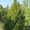 Säulen Hainbuche 60-80cm - Carpinus Betulus Fastigiata 2 Säulen Hainbuche 60-80cm - Carpinus Betulus Fastigiata -Gartengrünpflanzen Geschäft Carpinus betulusFastigiata