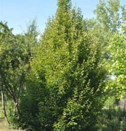 Säulen Hainbuche 60-80cm - Carpinus Betulus Fastigiata