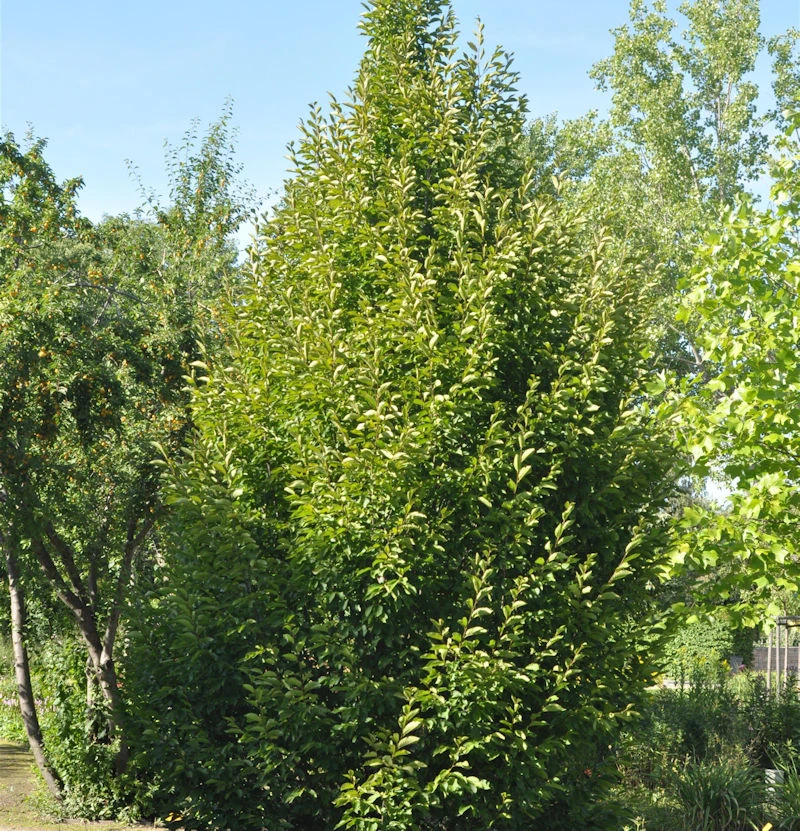 Säulen Hainbuche 60-80cm - Carpinus Betulus Fastigiata 3 Säulen Hainbuche 60-80cm - Carpinus Betulus Fastigiata