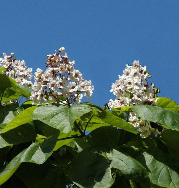 Trompetenbaum 100-125cm - Catalpa Bignonioides 3 Trompetenbaum 100-125cm - Catalpa Bignonioides