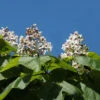 Trompetenbaum 125-150cm - Catalpa Bignonioides 2 Trompetenbaum 125-150cm - Catalpa Bignonioides -Gartengrünpflanzen Geschäft Catalpa bignonioides 1 1 1