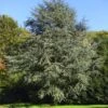Blaue Atlaszeder 100-125cm - Cedrus Atlantica -Gartengrünpflanzen Geschäft Cedrus atlantica Glauca BLWS112234
