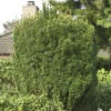Kopfeibe 40-50cm - Cephalotaxus Harringtonia Fastigiata -Gartengrünpflanzen Geschäft Cephalotaxus harringtoniaFastigiata