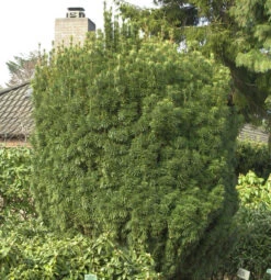 Kopfeibe 40-50cm - Cephalotaxus Harringtonia Fastigiata