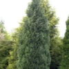 Blaue Säulenzypresse 80-100cm - Chamaecyparis Lawsoniana -Gartengrünpflanzen Geschäft Chamaecyparis lawsoniana Columnaris 1 1 1 1