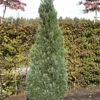 Blaue Kegelzypresse 20-25cm - Chamaecyparis Lawsoniana -Gartengrünpflanzen Geschäft Chamaecyparis lawsoniana Ellwoodii 1