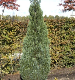 Blaue Kegelzypresse 20-25cm - Chamaecyparis Lawsoniana