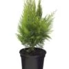 Gelbe Kegelzypresse Ellwoodiis Empire 30-40cm - Chamaecyparis Lawsoniana -Gartengrünpflanzen Geschäft Chamaecyparis lawsoniana Ellwoodiis Empire BLWS039797 1