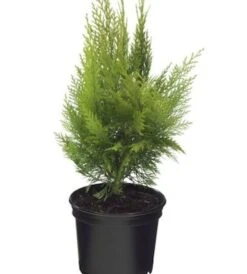 Gelbe Kegelzypresse Ellwoodiis Empire 30-40cm - Chamaecyparis Lawsoniana