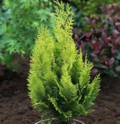 Scheinzypresse Gelbe Ivonne 40-50cm - Chamaecyparis Lawsoniana