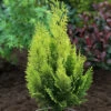 Scheinzypresse Gelbe Ivonne 125-150cm - Chamaecyparis Lawsoniana -Gartengrünpflanzen Geschäft Chamaecyparis lawsoniana GelbeIvonne 2
