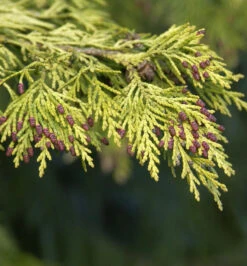 Gelbe Gartenzypresse Golden Wonder 100-125cm - Chamaecyparis Lawsoniana