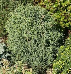 Korallenartige Scheinzypresse 15-20cm - Chamaecyparis Lawsoniana