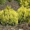 Zwerg-Scheinzypresse Mini Nova 20-25cm - Chamaecyparis Lawsoniana -Gartengrünpflanzen Geschäft Chamaecyparis lawsoniana Mini Nova
