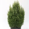 Gartenzypresse Snow White® 30-40cm - Chamaecyparis Lawsoniana -Gartengrünpflanzen Geschäft Chamaecyparis lawsoniana Snow White