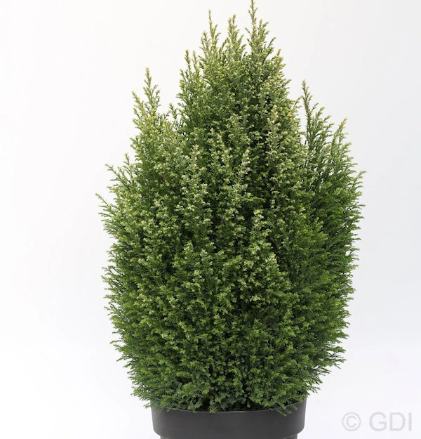 Gartenzypresse Snow White® 30-40cm - Chamaecyparis Lawsoniana 3 Gartenzypresse Snow White® 30-40cm - Chamaecyparis Lawsoniana