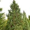 Gartenzypresse Wisselii 80-100cm - Chamaecyparis Lawsoniana -Gartengrünpflanzen Geschäft Chamaecyparis lawsoniana Wisselii 1 1 1 1 1 1