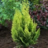 Gelbe Gartenzypresse Howarth Gold 80-100cm - Chamaecyparis Lawsoniana -Gartengrünpflanzen Geschäft Chamaecyparis lawsonianaHowarthGold