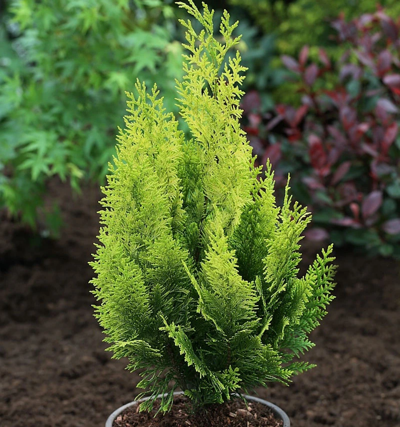 Gelbe Gartenzypresse Howarth Gold 80-100cm - Chamaecyparis Lawsoniana 3 Gelbe Gartenzypresse Howarth Gold 80-100cm - Chamaecyparis Lawsoniana