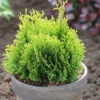 Gelbe Scheinzypresse Miky 25-30cm - Chamaecyparis Lawsoniana -Gartengrünpflanzen Geschäft Chamaecyparis lawsonianaMiky 1