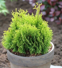 Gelbe Scheinzypresse Miky 25-30cm - Chamaecyparis Lawsoniana