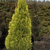 Gelbe Kegelzypresse Romana 20-25cm - Chamaecyparis Lawsoniana -Gartengrünpflanzen Geschäft Chamaecyparis lawsonianaRomana