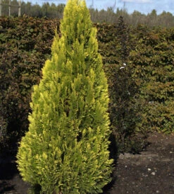 Gelbe Kegelzypresse Romana 20-25cm - Chamaecyparis Lawsoniana