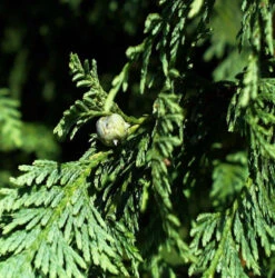 Blaue Nootka Scheinzypresse Glauca 40-50cm - Chamaecyparis Nootkatensis