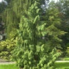 Mähnenzypresse 100-125cm - Chamaecyparis Nootkatensis -Gartengrünpflanzen Geschäft Chamaecyparis nootkatensis Pendula 1