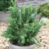 Scheinzypresse Drath 25-30cm - Chamaecyparis Obtusa 1 Scheinzypresse Drath 25-30cm - Chamaecyparis Obtusa -Gartengrünpflanzen Geschäft Chamaecyparis obtusa Drath 1