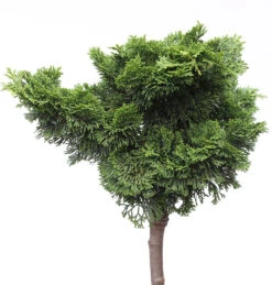 Hochstamm Muschelzypresse Nana Gracilis 30-40cm - Chamaecyparis Obtusa