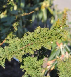 Hinoki Scheinzypresse Teddy Bear 25-30cm - Chamaecyparis Obtusa