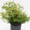 Gelbe Hinoki Scheinzypresse Tsatsumi Gold 25-30cm - Chamaecyparis Obtusa 2 Gelbe Hinoki Scheinzypresse Tsatsumi Gold 25-30cm - Chamaecyparis Obtusa -Gartengrünpflanzen Geschäft Chamaecyparis obtusa Tsatsumi Gold1