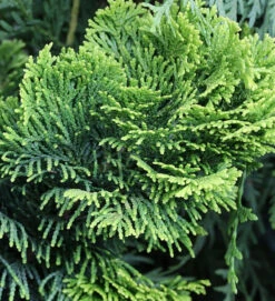 Gelbe Zwerg Muschelscheinzypresse 20-25cm - Chamaecyparis Obtusa