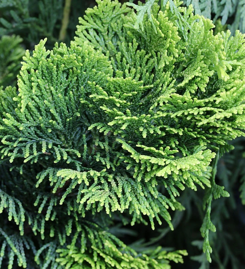 Gelbe Zwerg Muschelscheinzypresse 20-25cm - Chamaecyparis Obtusa 3 Gelbe Zwerg Muschelscheinzypresse 20-25cm - Chamaecyparis Obtusa