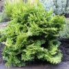 Hinoki Scheinzypresse 20-25cm - Chamaecyparis Obtusa 1 Hinoki Scheinzypresse 20-25cm - Chamaecyparis Obtusa -Gartengrünpflanzen Geschäft Chamaecyparis obtusaPygmaea