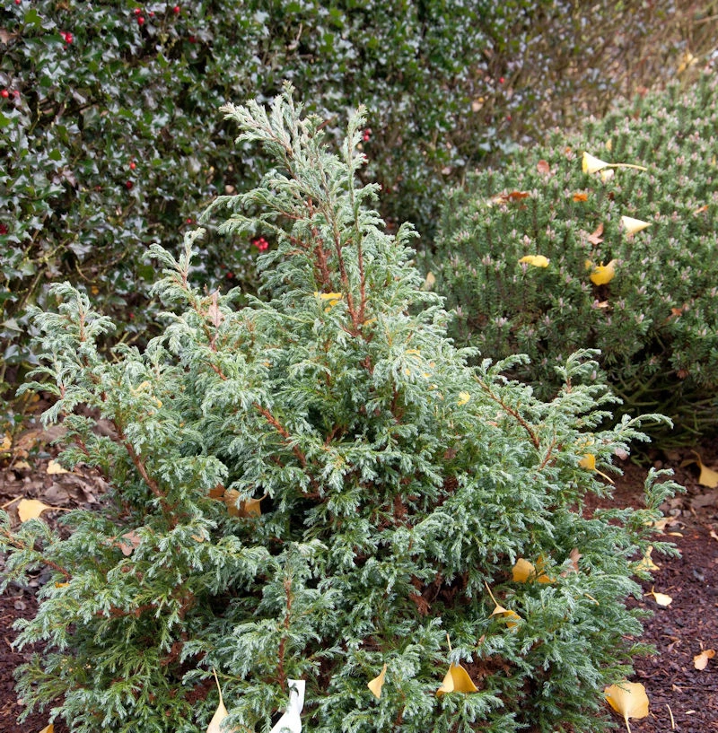 Zwerg Silberzypresse Baby Blue 30-40cm - Chamaecyparis Pisifera 3 Zwerg Silberzypresse Baby Blue 30-40cm - Chamaecyparis Pisifera