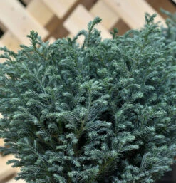 Hochstamm Scheinzypresse Blue Moon® 40-60cm - Chamaecyparis Pisifera