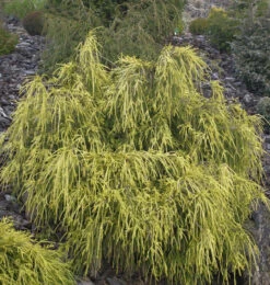 Gelbe Fadenzypresse 20-25cm - Chamaecyparis Pisifera