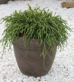 Grüne Fadenzypresse 60-70cm - Chamaecyparis Pisifera