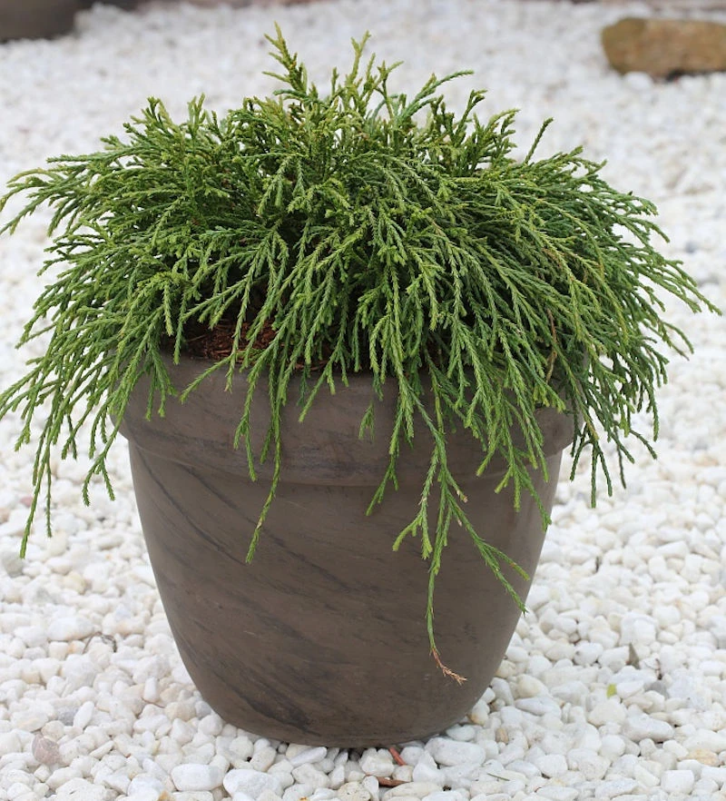 Grüne Fadenzypresse 60-70cm - Chamaecyparis Pisifera 3 Grüne Fadenzypresse 60-70cm - Chamaecyparis Pisifera