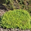 Silberzypresse Tsukumo 30-40cm - Chamaecyparis Pisifera -Gartengrünpflanzen Geschäft Chamaecyparis pisifera Tsukumo 1