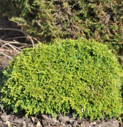 Silberzypresse Tsukumo 30-40cm - Chamaecyparis Pisifera