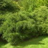 Zwergmooszypresse 15-20cm - Chamaecyparis Pisifera -Gartengrünpflanzen Geschäft Chamaecyparis pisiferaNana