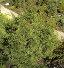 Weiße Scheinzypresse 25-30cm - Chamaecyparis Thyoides