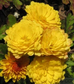 Winteraster Bienchen - Chrysanthemum Hortorum