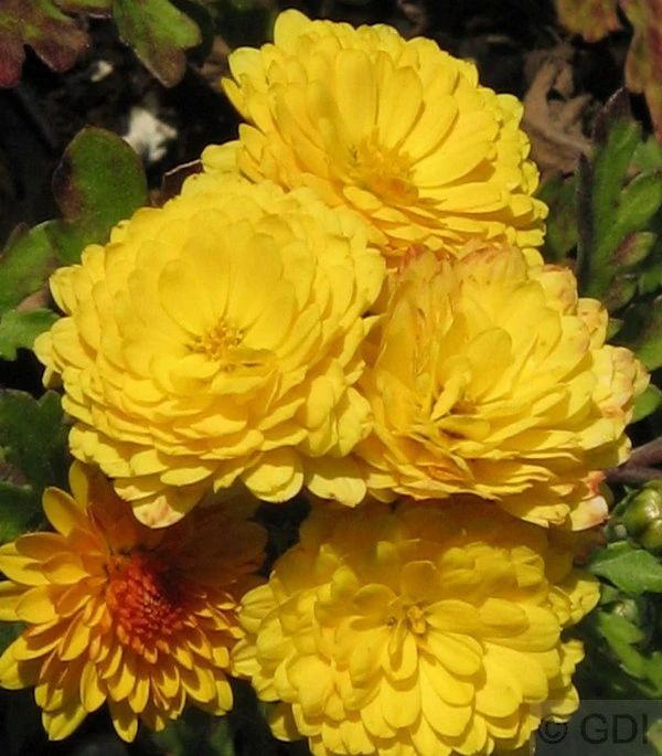 Winteraster Bienchen - Chrysanthemum Hortorum 3 Winteraster Bienchen - Chrysanthemum Hortorum
